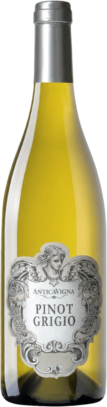 Pinot Grigio delle Venezie — Antica Vigna